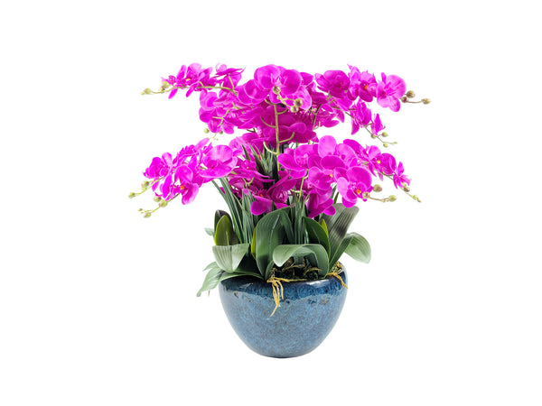 Luxury Giant Orchid Fuschia in Ceramic Vase - GO09