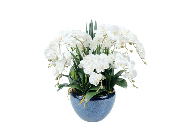 Luxury Giant Orchid Ivory White in Ceramic Vase - GO01