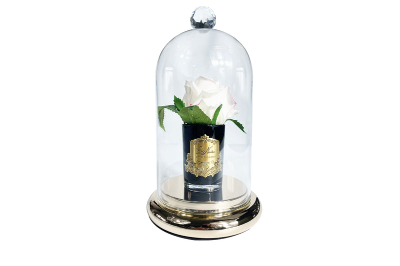 Glass Dome Cloche with Gold Base - DCSTG