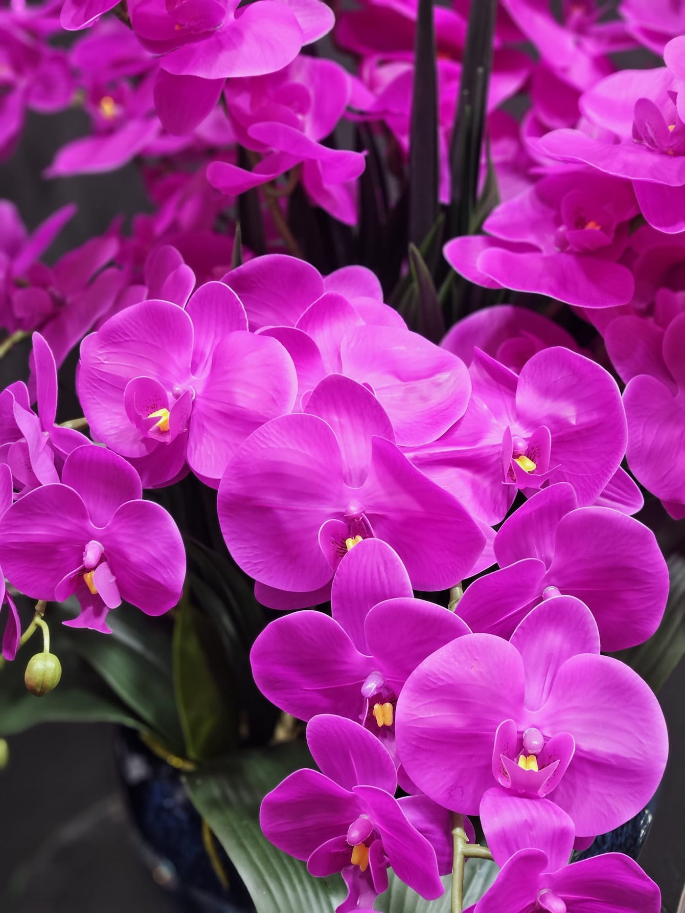 Cote Noire Luxury Giant Orchid Bouquet - Fuchsia in Ceramic Vase - GO0