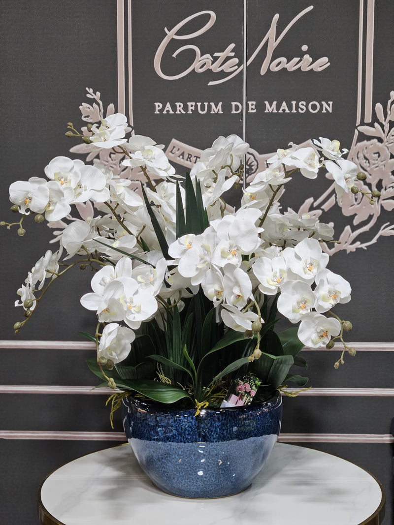 Luxury Giant Orchid Ivory White in Ceramic Vase - GO01
