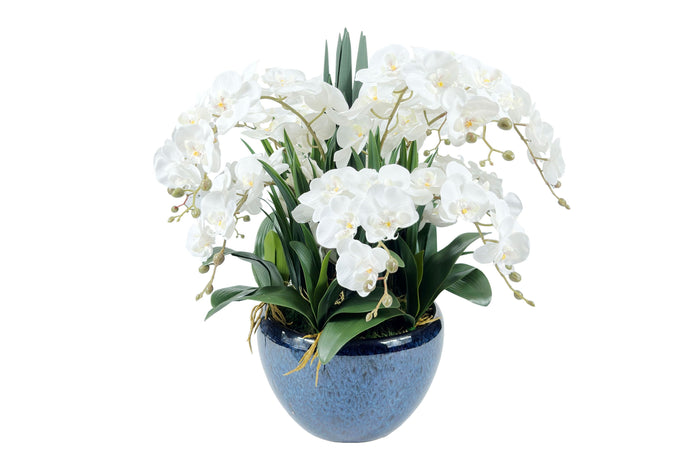 côte noire Cote Noire Luxury Giant Orchid Bouquet - White in Ceramic Vase - GO01