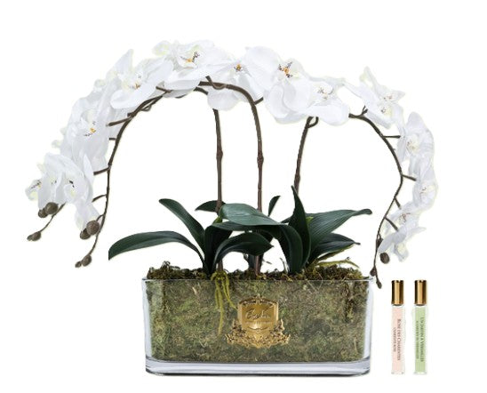 Cote Noire Orchid Bouquet - White & Gold Badge - OOV01