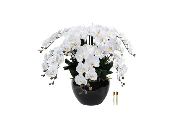 Cote Noire Luxury Giant Orchid Bouquet - White in Ceramic Vase - GO01