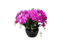 Cote Noire Luxury Giant Orchid Bouquet - Fuchsia in Ceramic Vase - GO09