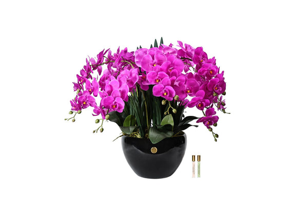Cote Noire Luxury Giant Orchid Bouquet - Fuchsia in Ceramic Vase - GO09